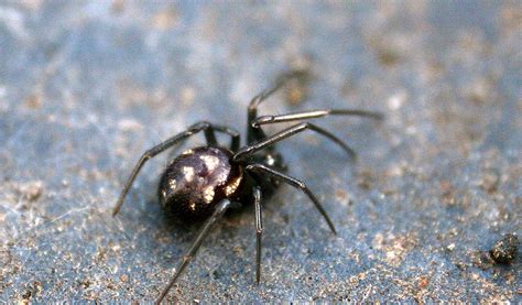 false black widow texas